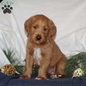 Comet, Labrador Mix Puppy